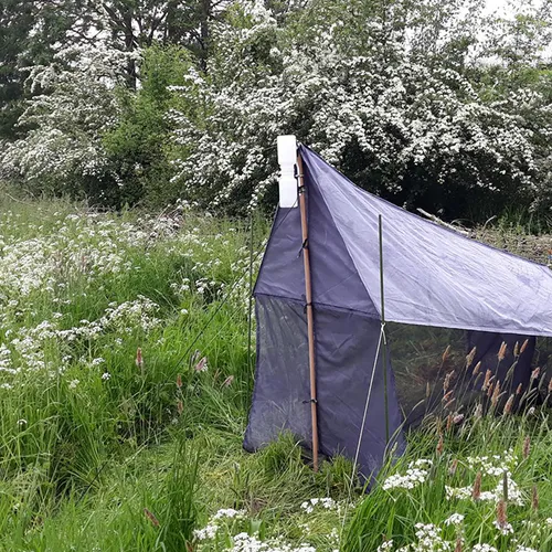 Meer heggen leiden tot meer insecten, ook in groene gebieden
