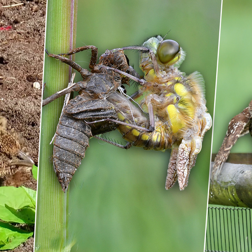 Dieren en hun 'skincare' routines