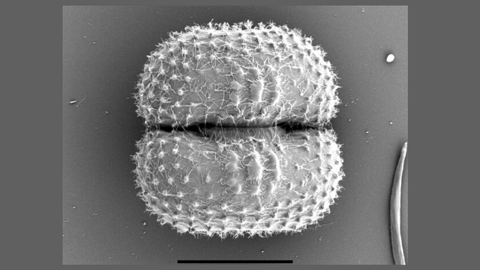 algen2-natuumonumenten