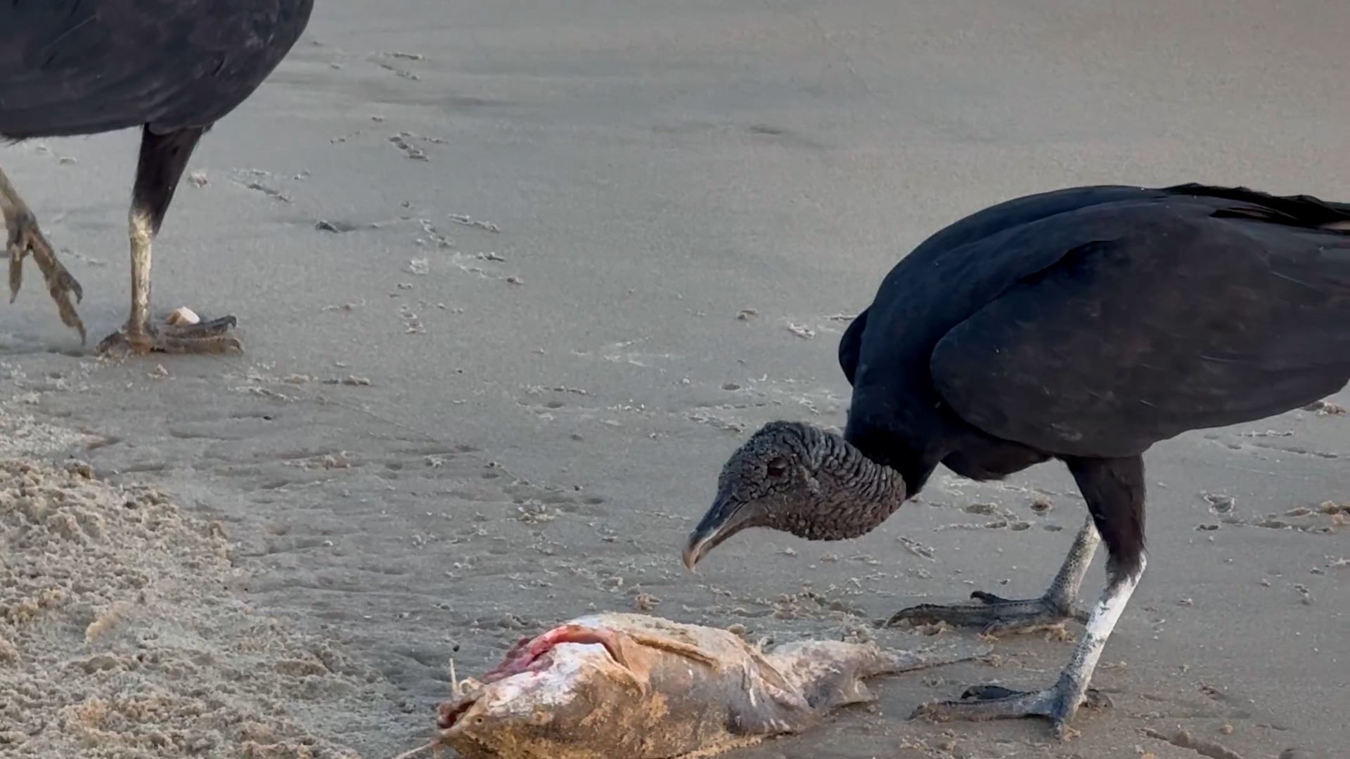 zwarte gier met prooi