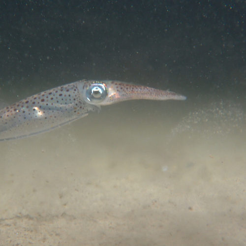 Jonge pijlinktvissen veranderen van kleur