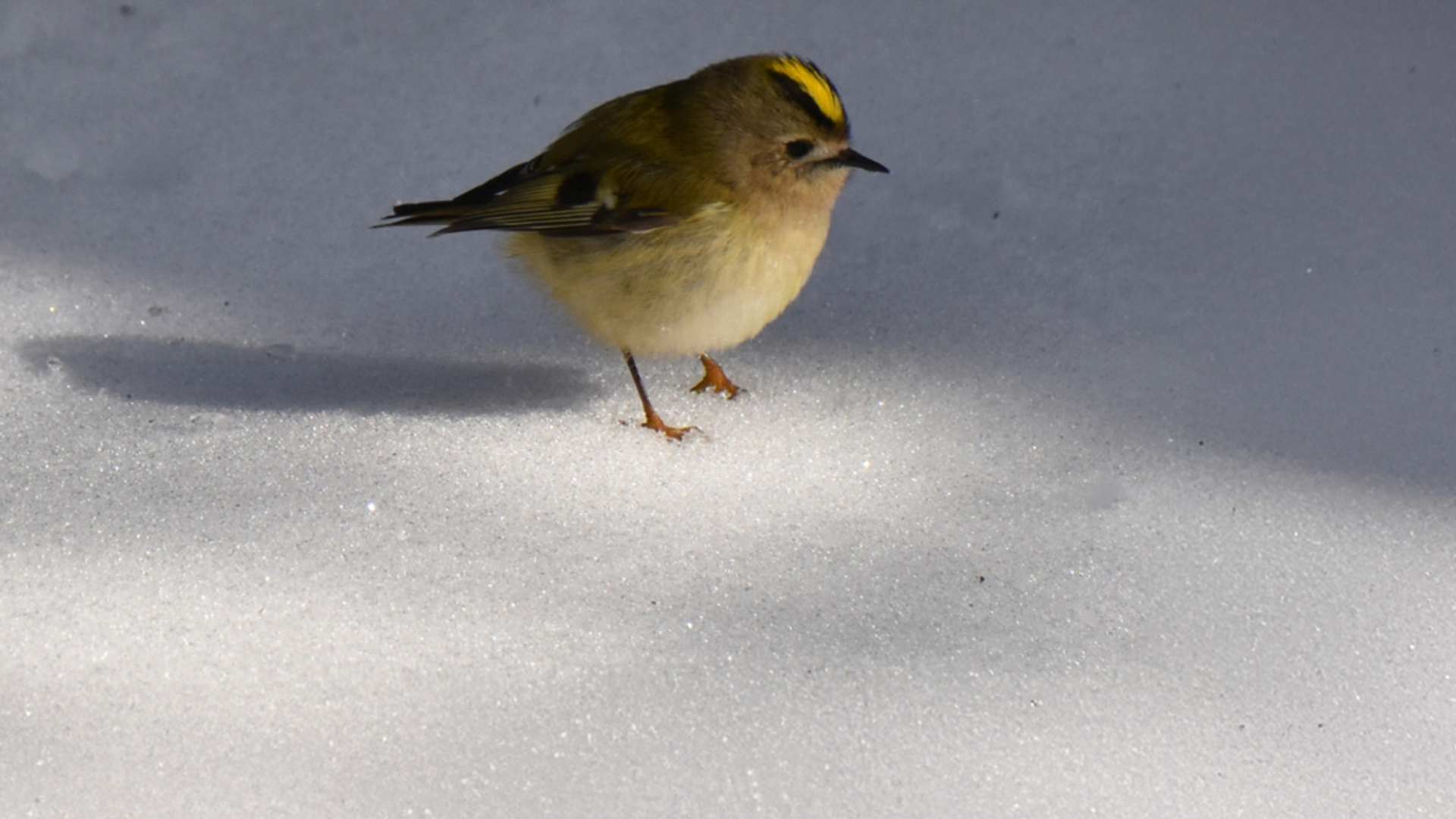Afbeelding van Barre tijden voor de vogels, winters waterleven en overige onderwerpen