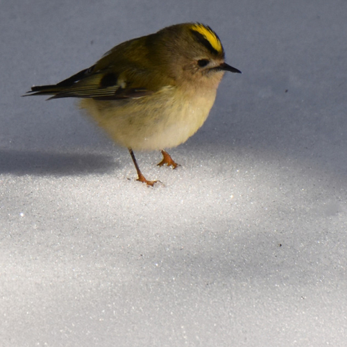 Afbeelding van Barre tijden voor de vogels, winters waterleven en overige onderwerpen
