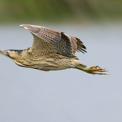 Afbeelding van Vogelapps: handige tips en valkuilen voor beginnende vogelaars