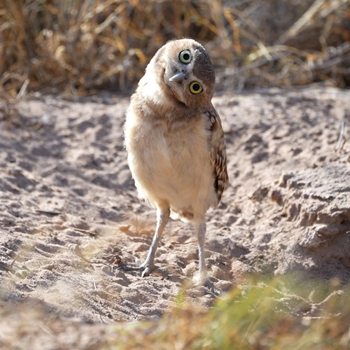 Oog in oog met nieuwsgierige Arubaanse shoco