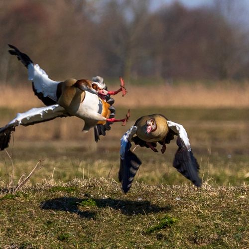 Dierenhulpverleners lopen vast door exotenregels