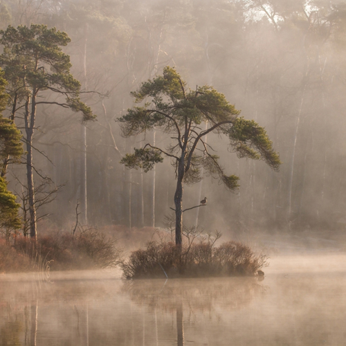 Afbeelding van De onverwachte schoonheid van mist