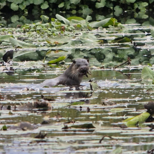Otter worstelt met rivierkreeft