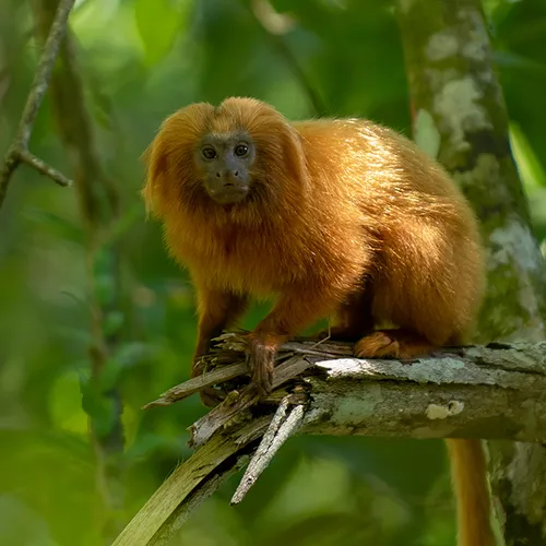 Afbeelding van Brazilië krijgt ’s werelds eerste Wildlife Heritage Area op land