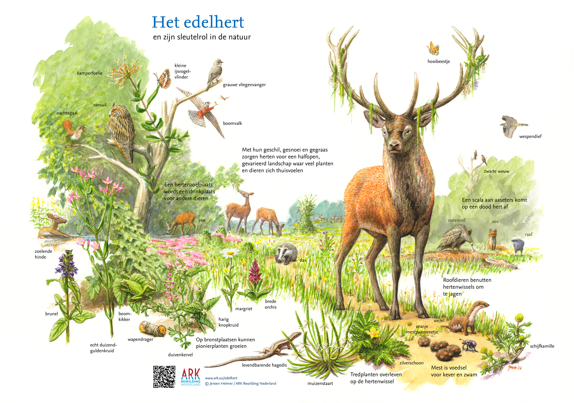 edelhert sleutelsoort kleur QR