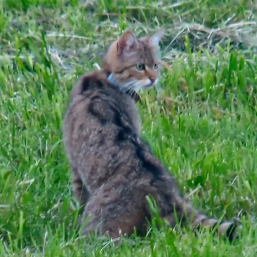 Wilde kat rukt op, maar wordt ook bedreigd door huiskat