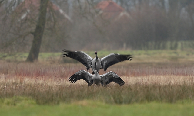 Afbeelding van Kraanvogels zijn weer terug in Nederland