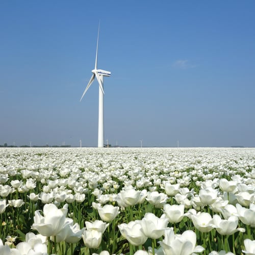 Afbeelding van Hittestress vergroot bereidheid tot klimaatactie