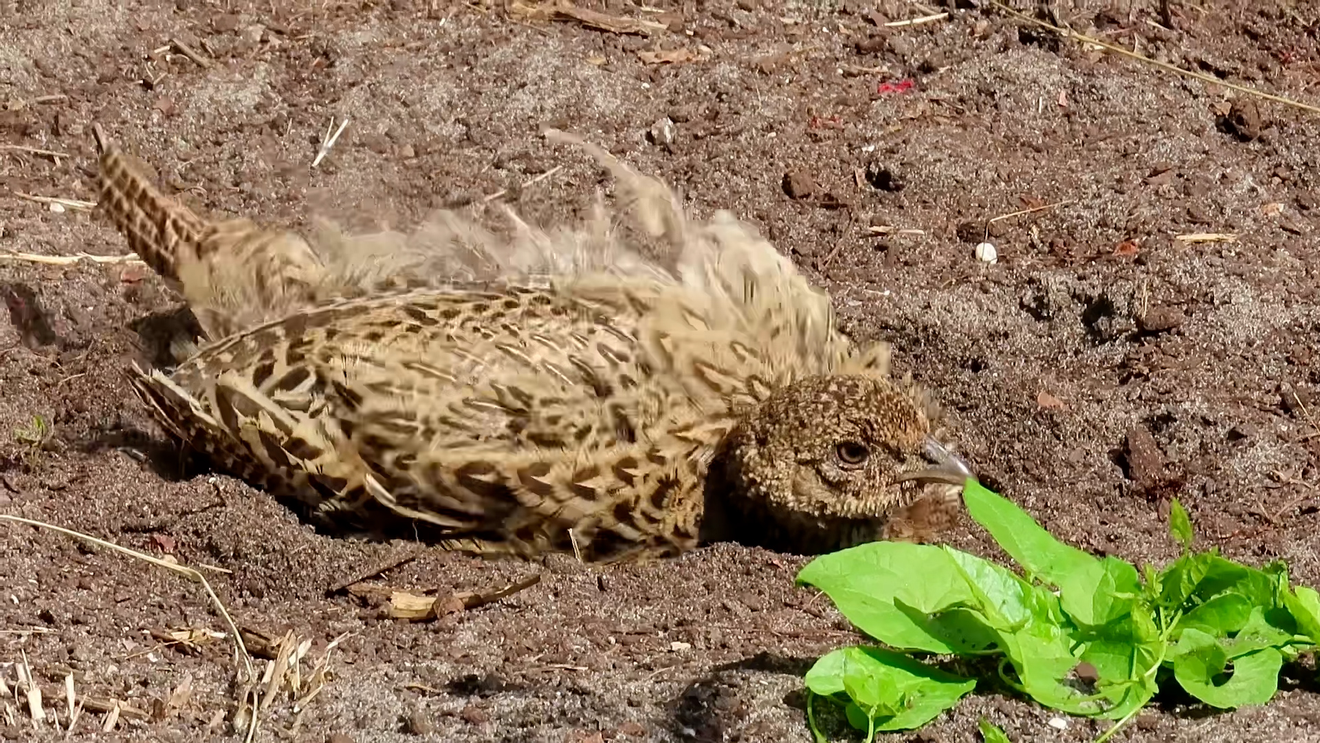 Fazant neemt een zandbad