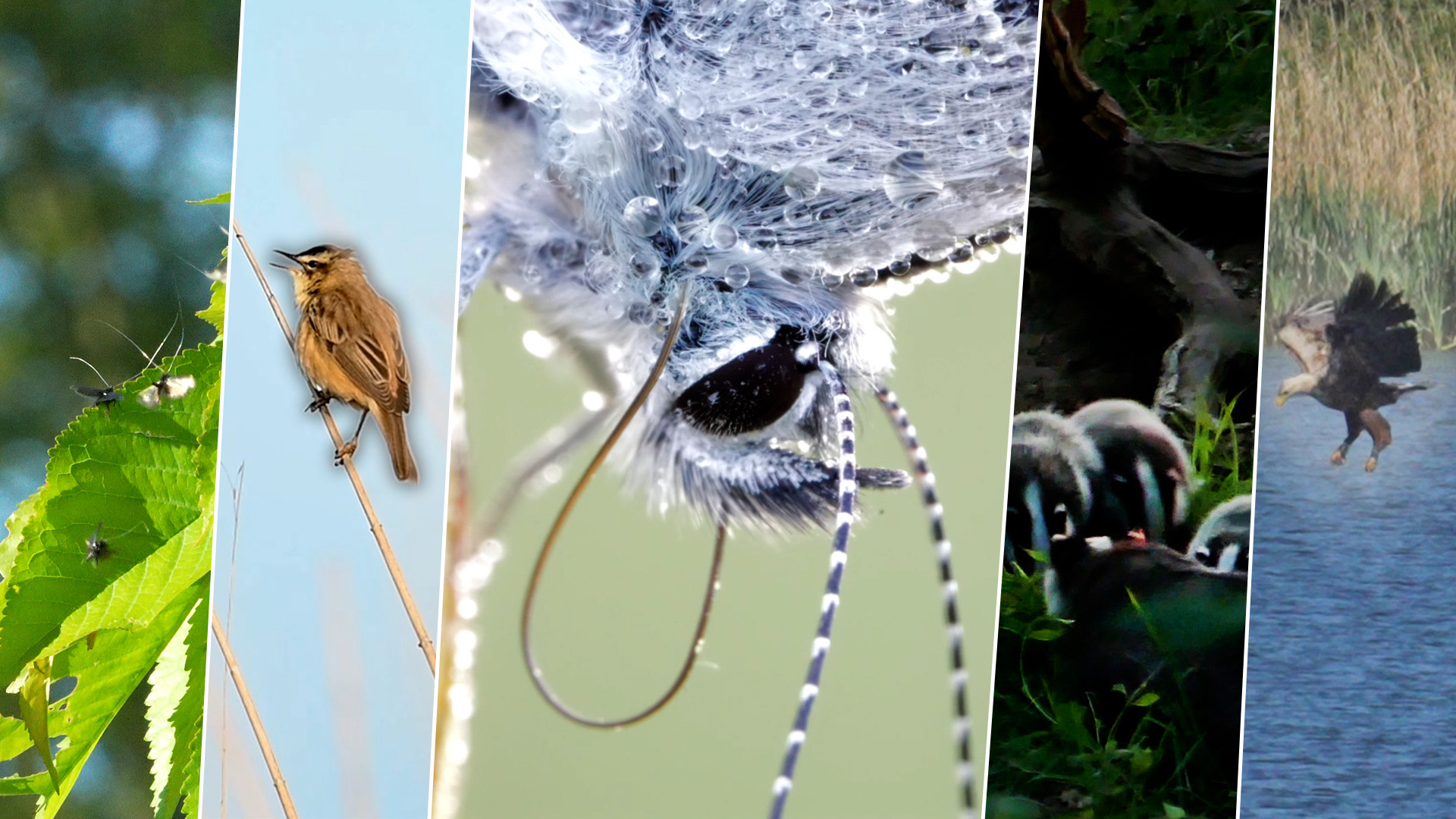 Icarusblauwtje vol dauwdruppels, jonge dassen en jagende zeearend