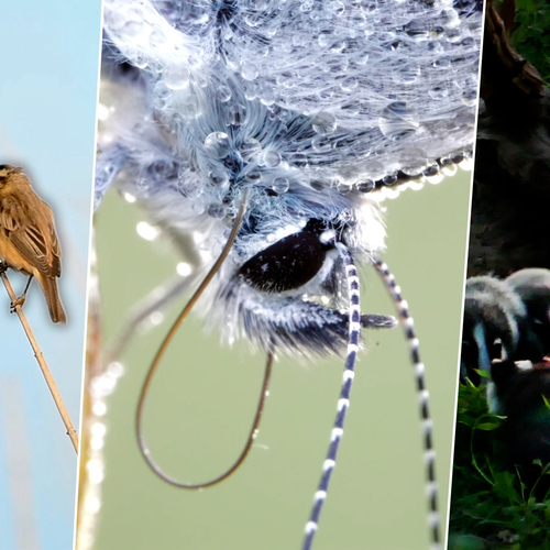 Afbeelding van Icarusblauwtje vol dauwdruppels, jonge dassen en jagende zeearend