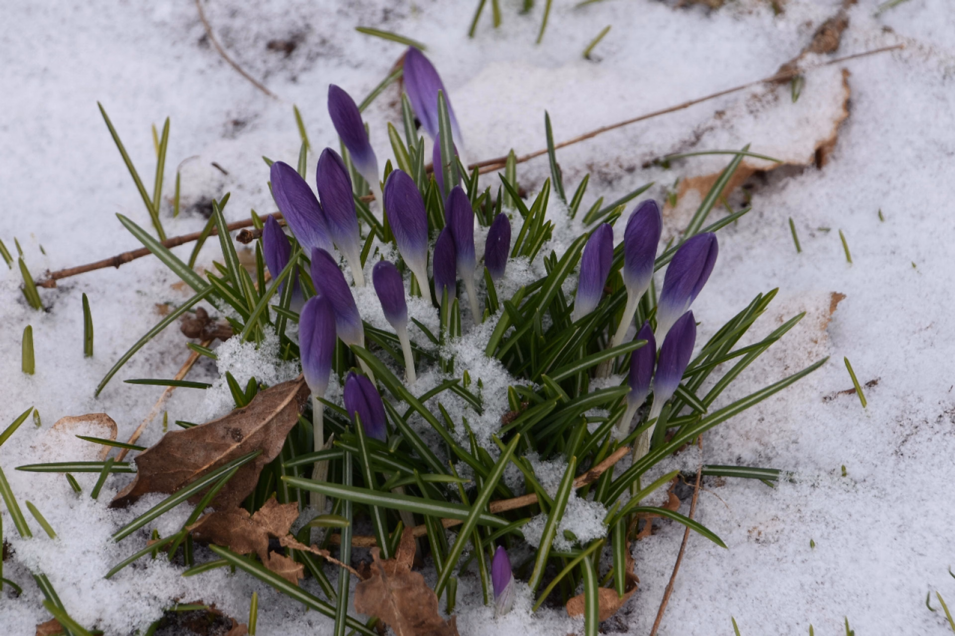 sneeuw op de krokussen
