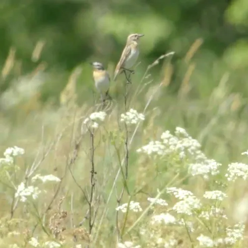 Afbeelding van Het paapje: icoon van het Drentse landschap onder druk
