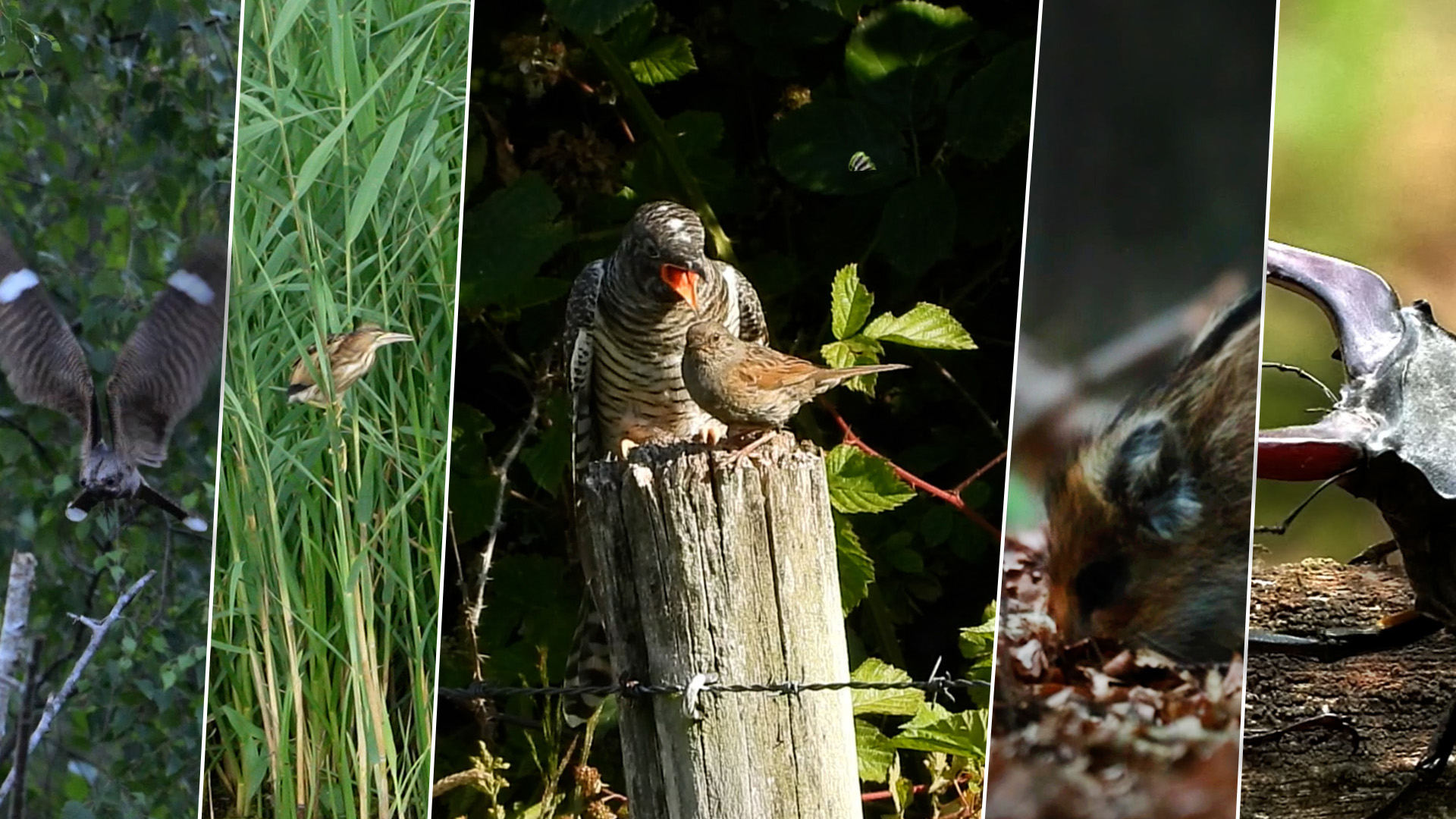 Koekoek wordt gevoerd, vliegende herten en nachtzwaluw