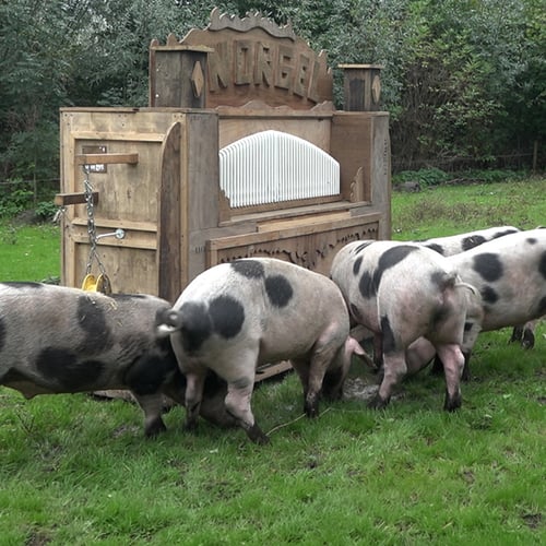 Afbeelding van Een orgel voor varkens: de knorgel + filmpje