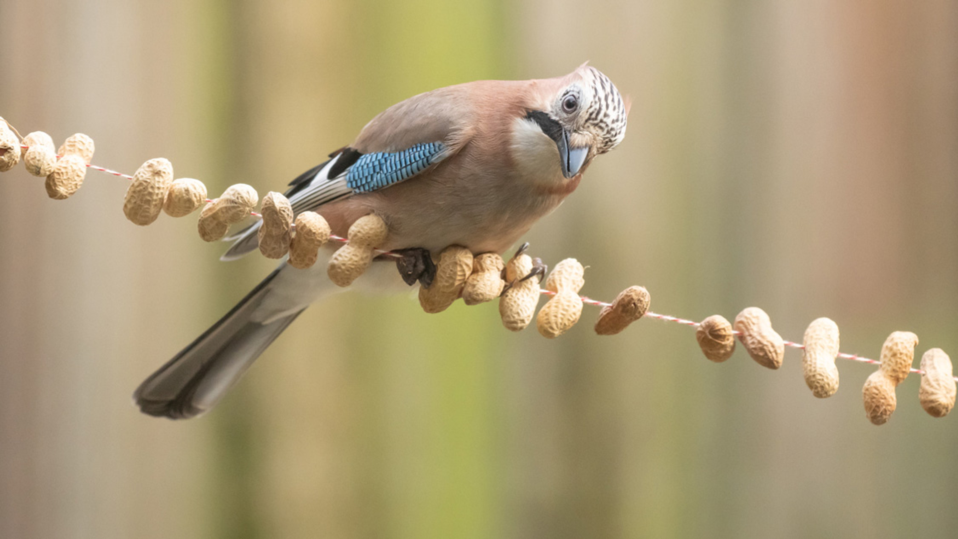 Op pad met Menno Bentveld: Aan de bak!