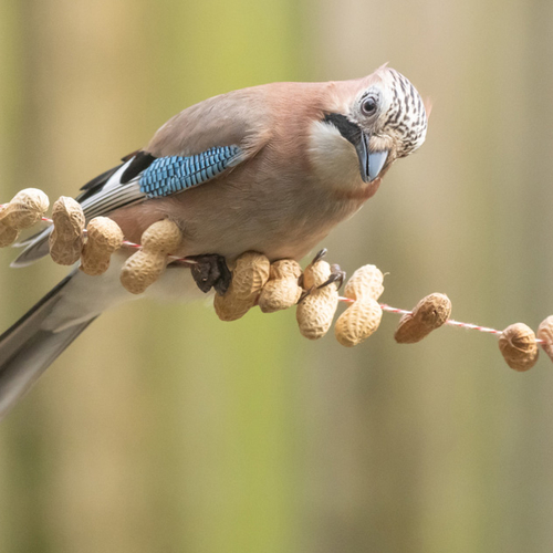 Op pad met Menno Bentveld: Aan de bak!