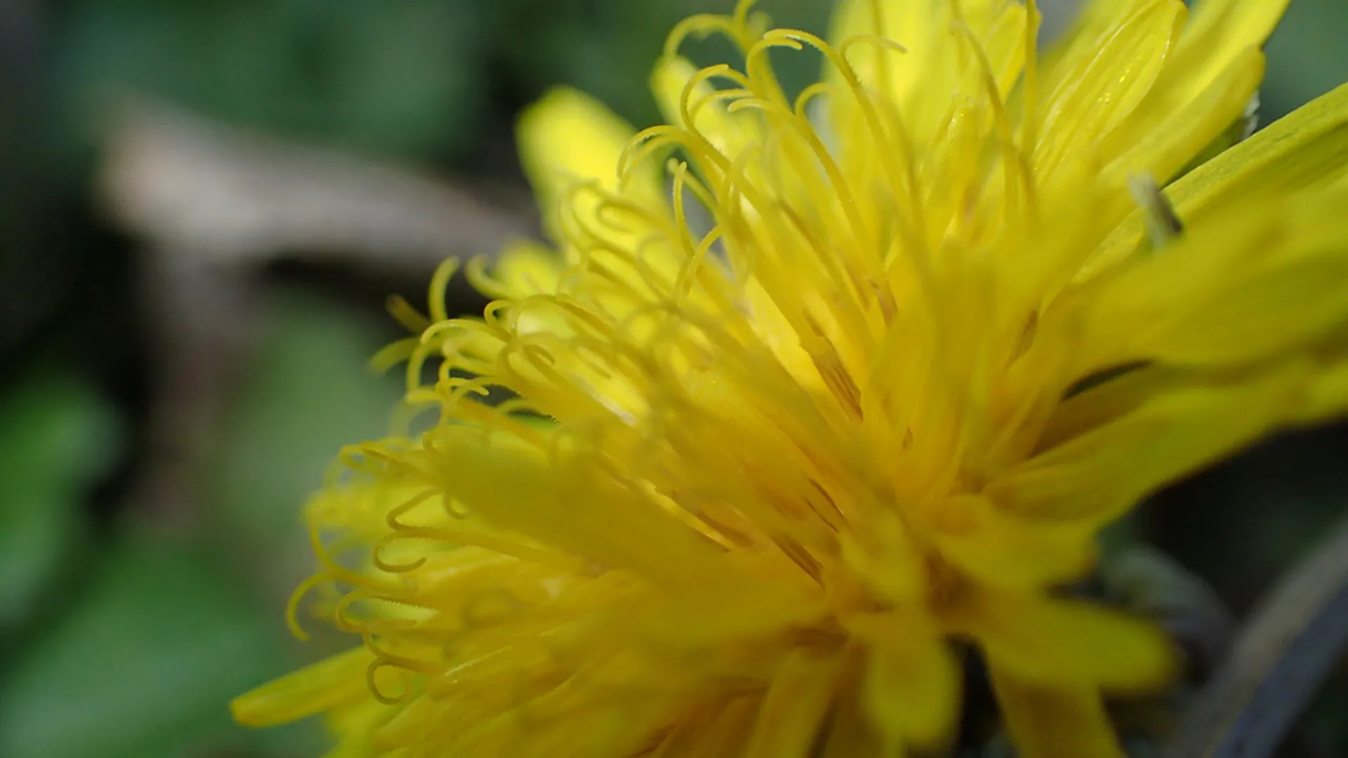 Paardenbloem 2