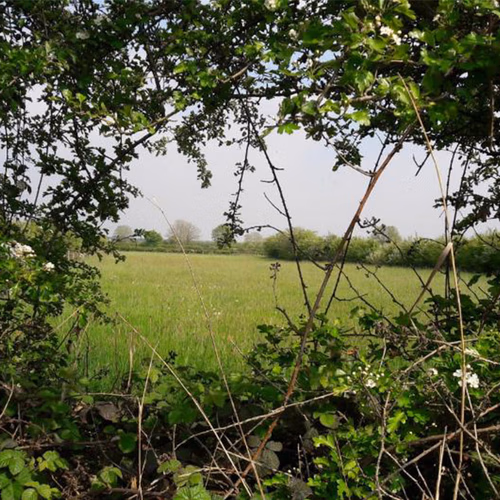 Afbeelding van Positief effect van heggen op ondergrondse biodiversiteit
