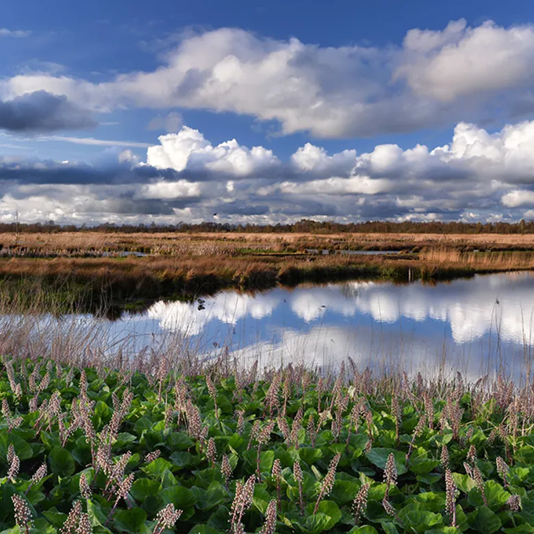 Afbeelding van Radio | 26 juli 2026 | Geur van Friesland, vogelapps en Kees Moeliker