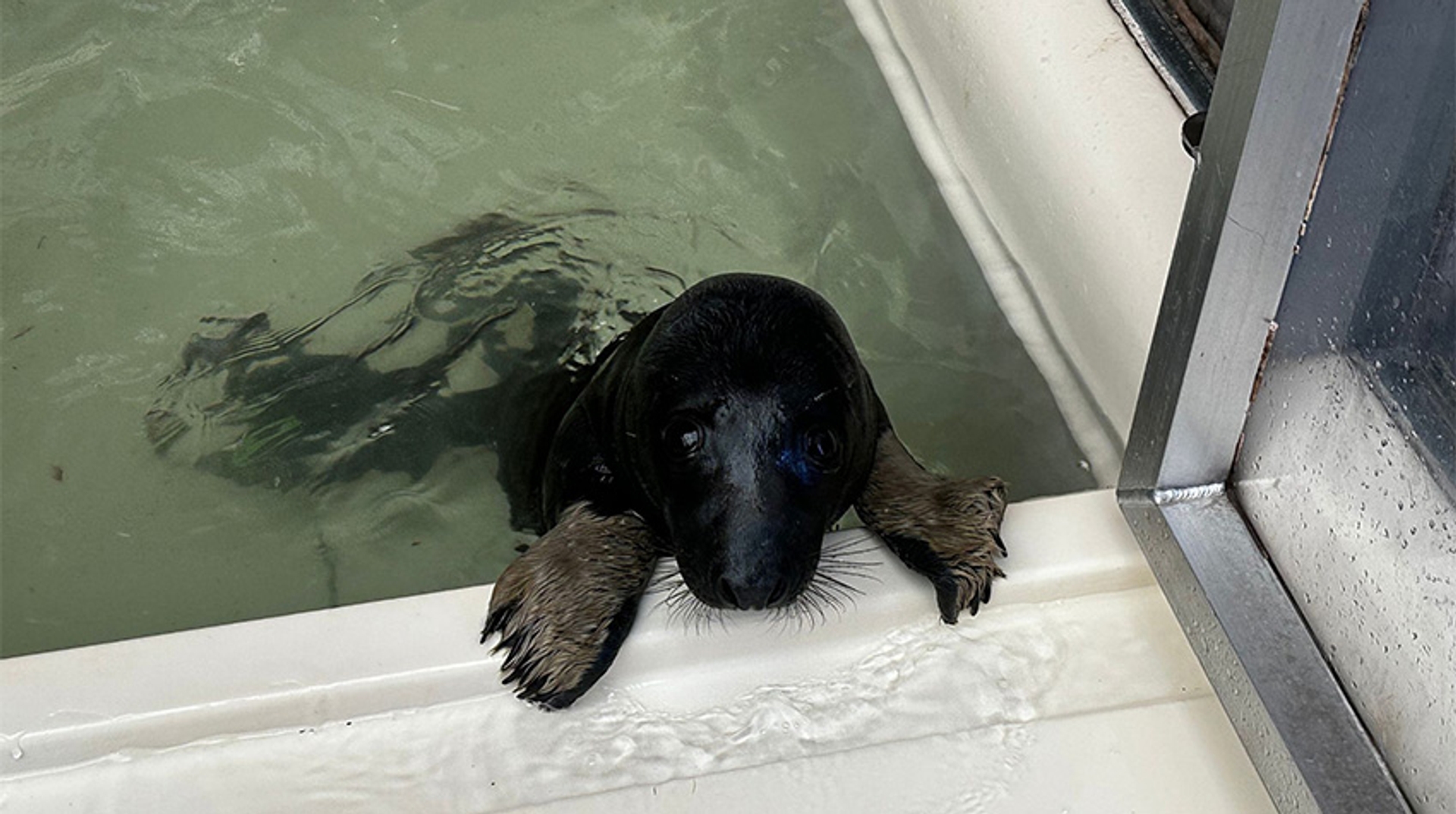 Ebbie zeehondenpup melanisme