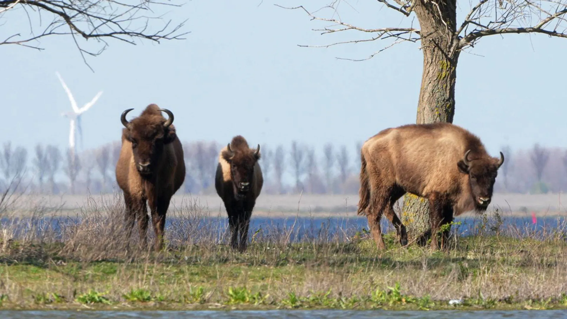 wisent-slikkenvandeheen