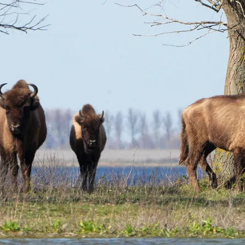 Afbeelding van Grote grazers sturen het landschap in de Slikken van de Heen