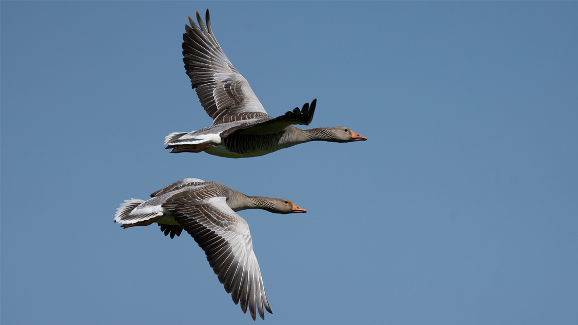 Op pad met Menno Bentveld: Geen trek