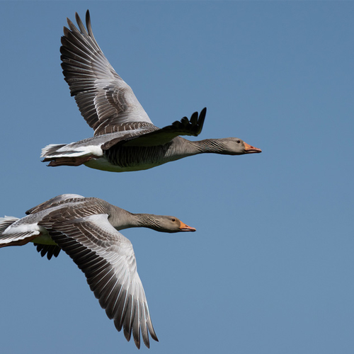 Afbeelding van Op pad met Menno Bentveld: Geen trek