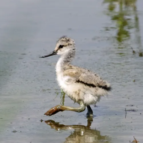 Afbeelding van Gezamenlijke natuurorganisaties roepen op: Bescherm de jonkies!