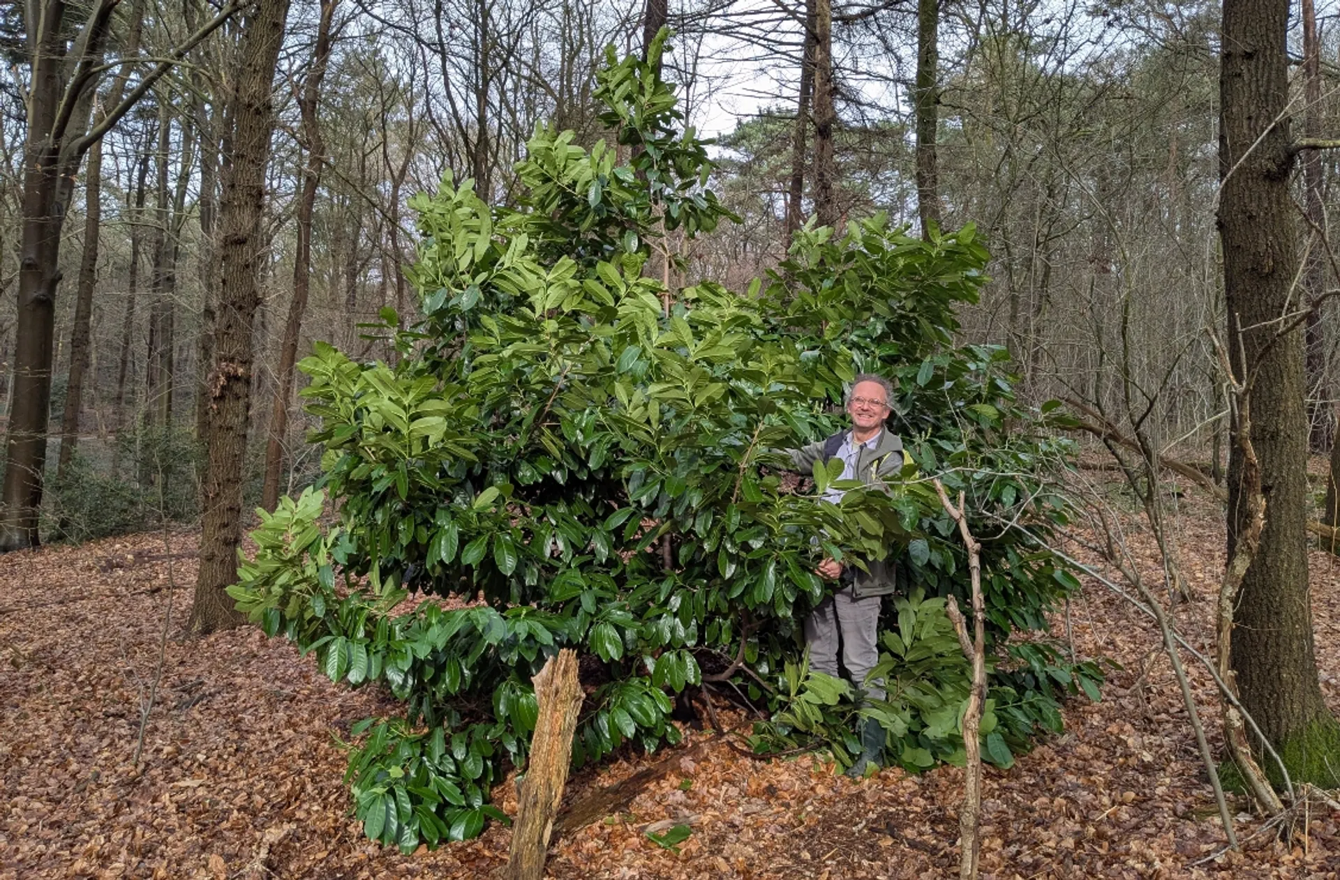 baudewijn ode laurierkers