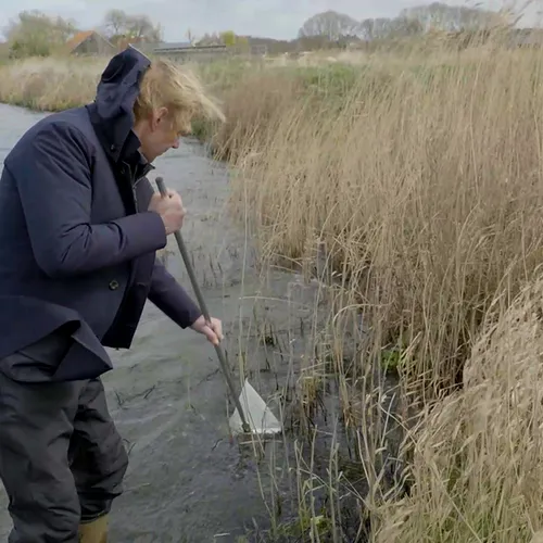 Afbeelding van Waterleven in de waterberging van de Nieuwe Driemanspolder
