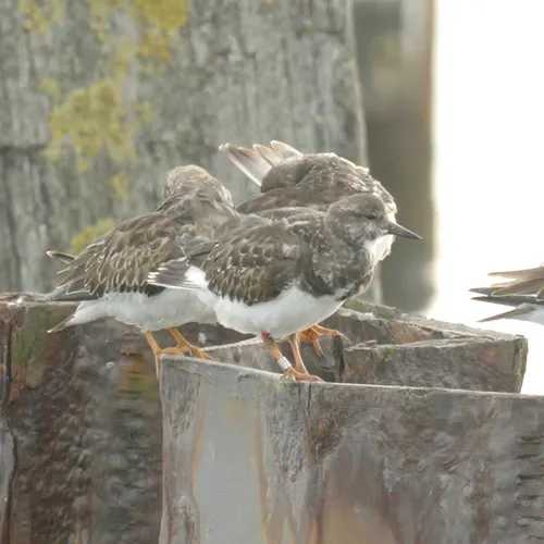 Afbeelding van Steenloper is een brutaal vogeltje