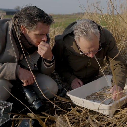 Afbeelding van Zeldzame kevers voelen zich thuis in oud riet