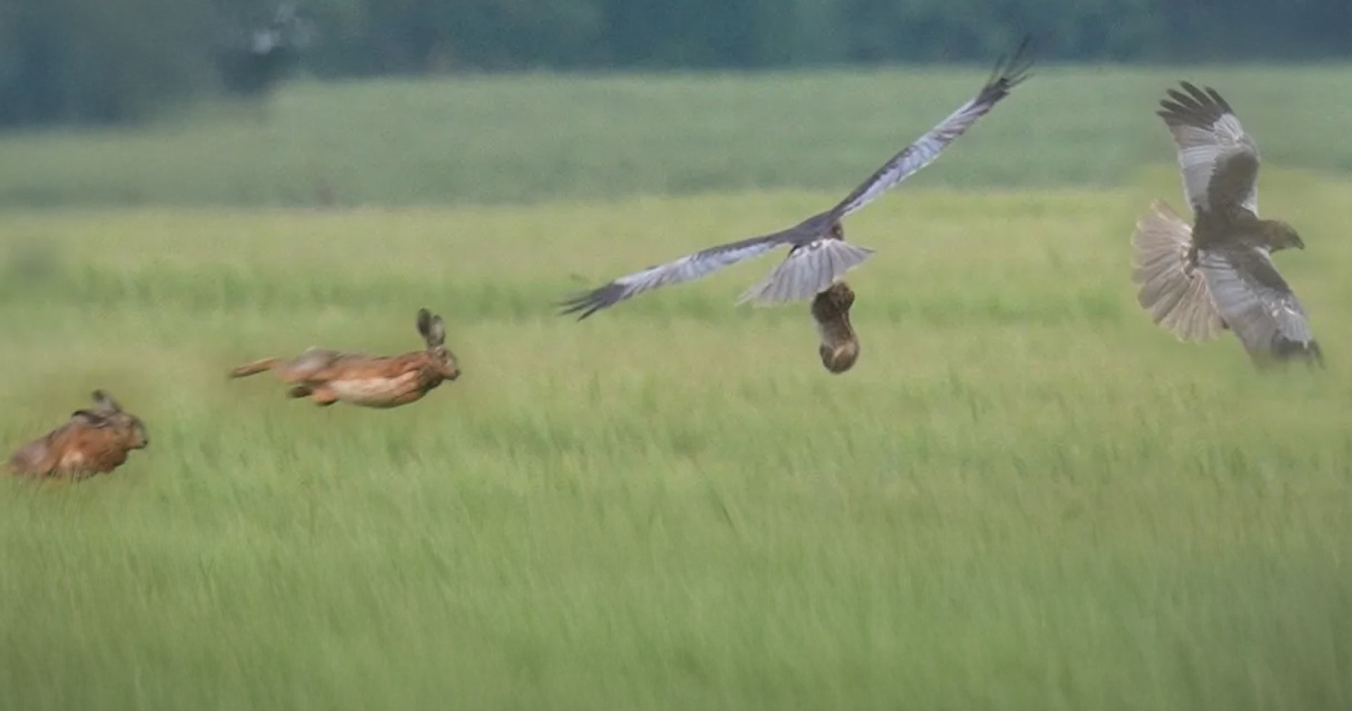 Hazen vechten tegen bruine kiekendief die jong te pakken heeft - Vroege Vogels