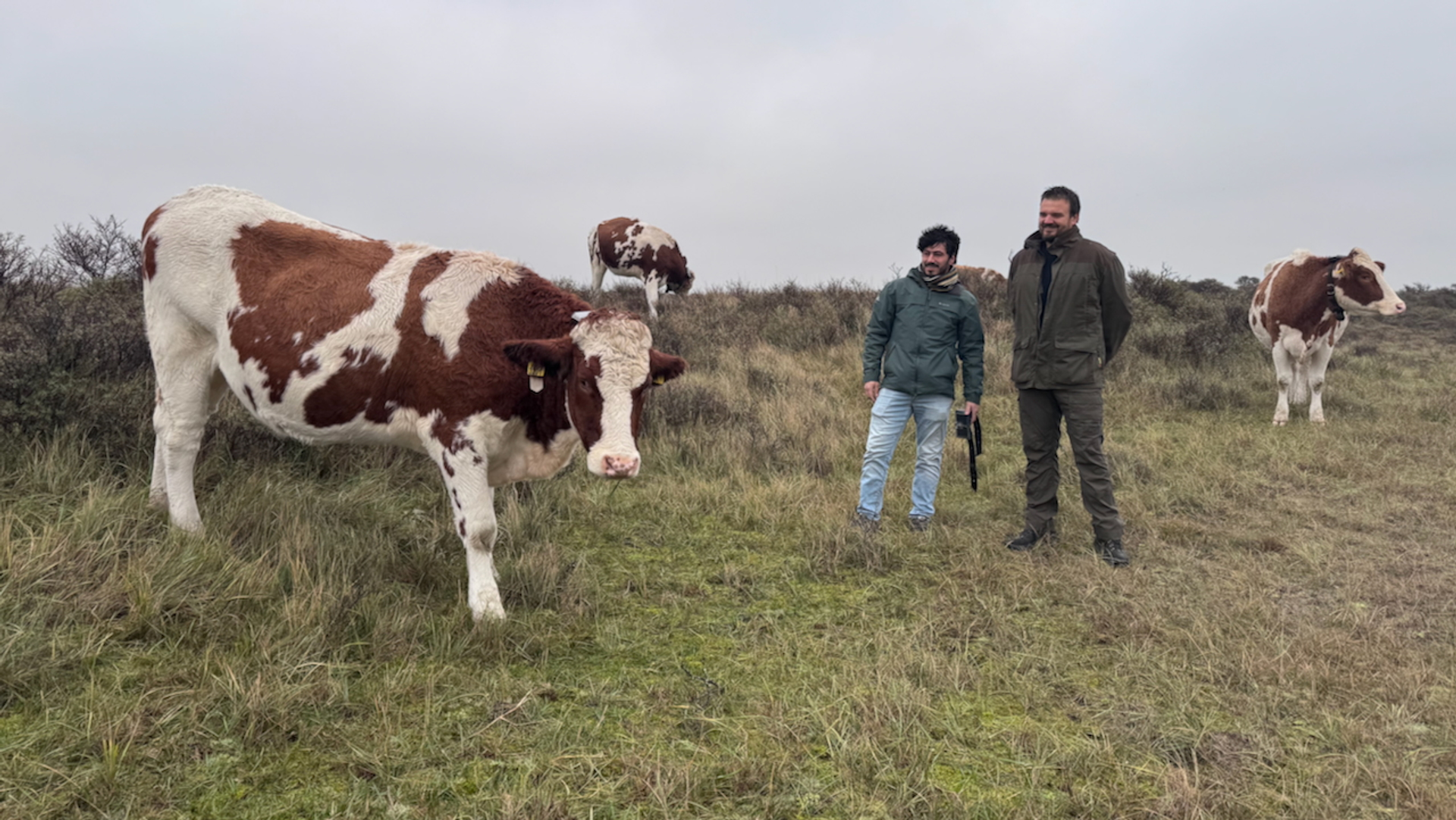 Koeien houden achter een virtueel hek