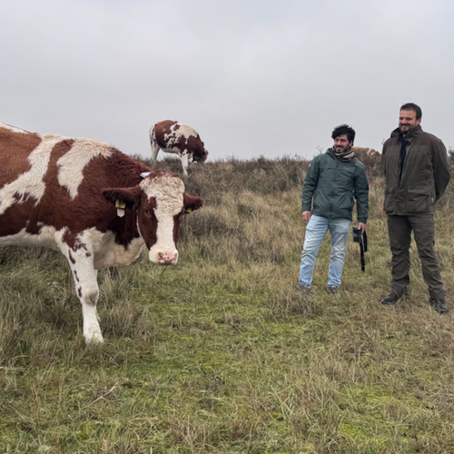 Koeien houden achter een virtueel hek