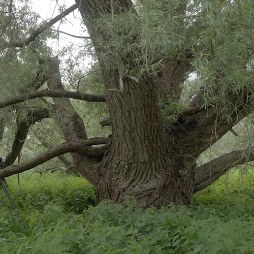 Afbeelding van Grote wilgen en zoute planten langs de Oostvaardersdijk