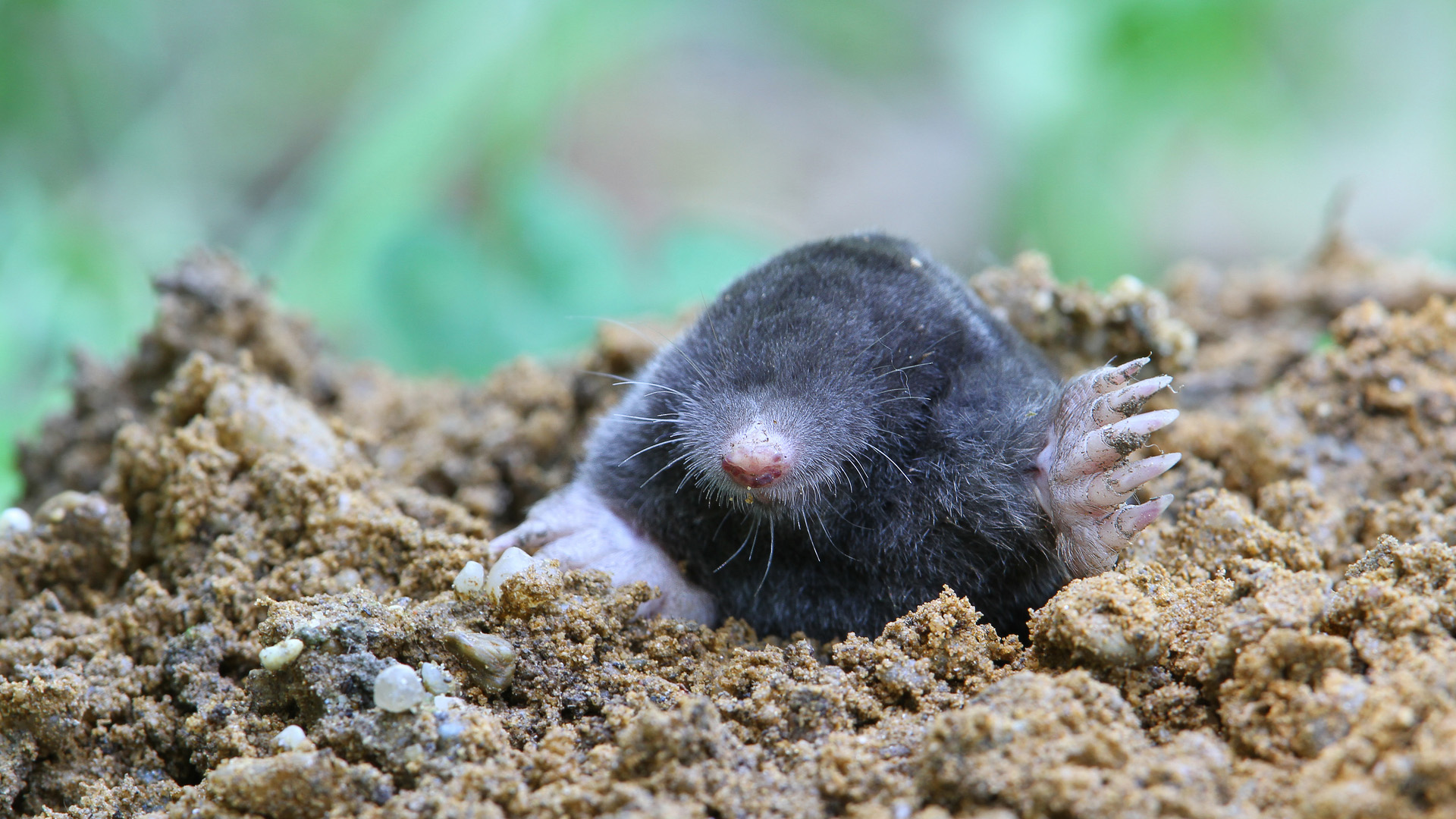 Mol (Talpa europaea)