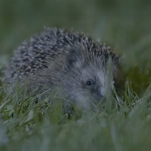 Ontdek het verborgen leven van egels met natuurfilmer Stijn