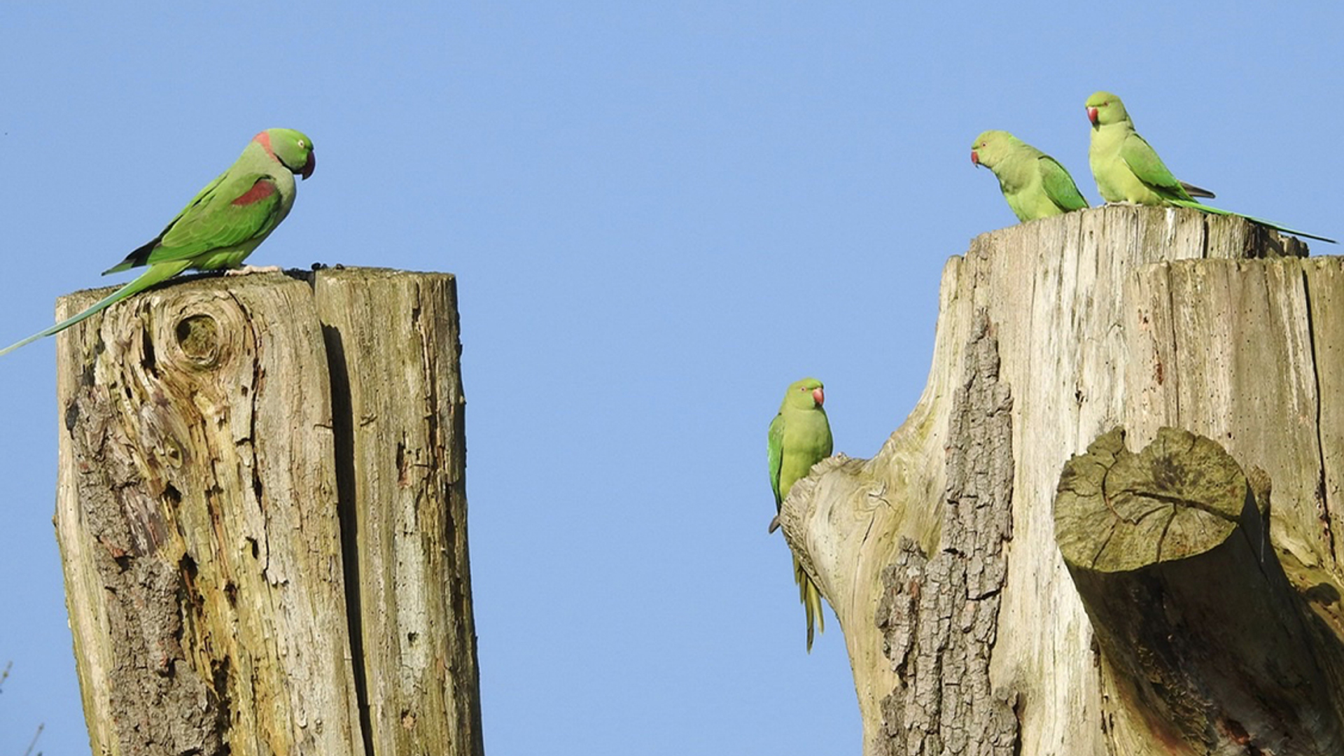 grote-alexanderparkiet