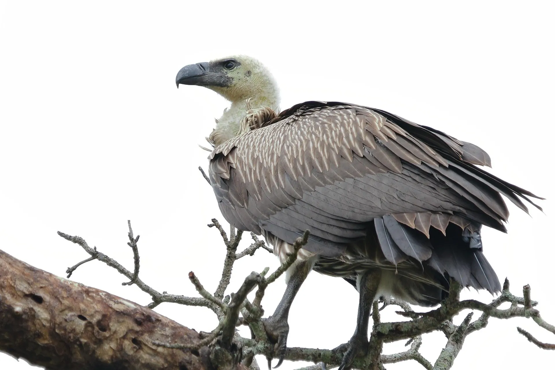 rheaholdstock-bird-8694486_1280
