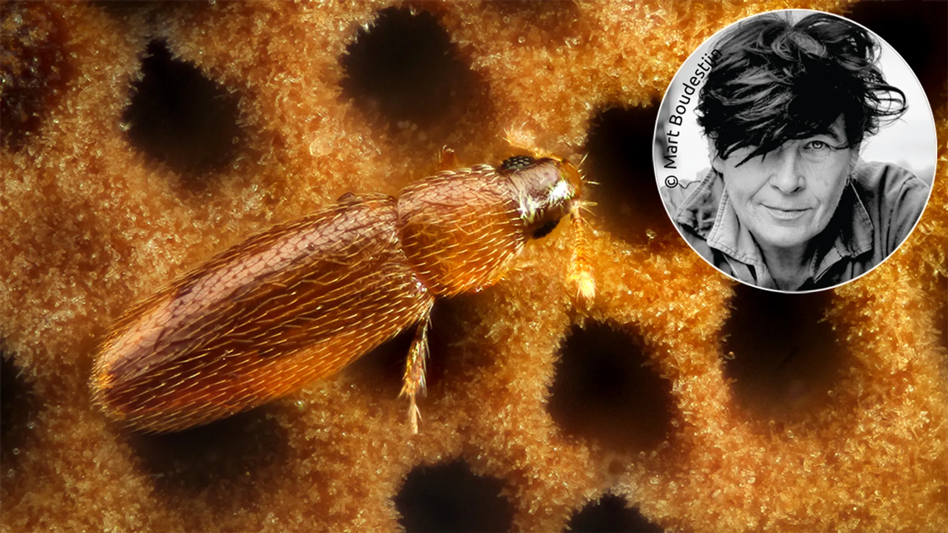 Vuurzwamveervleugelkever