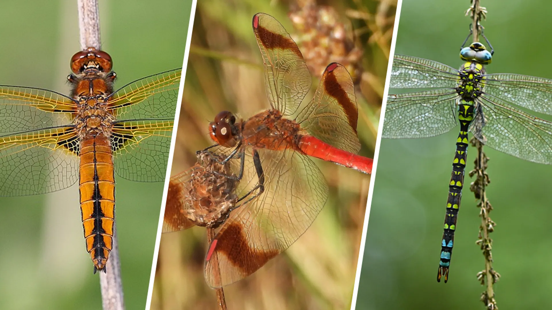 kleurrijke libelle plaat
