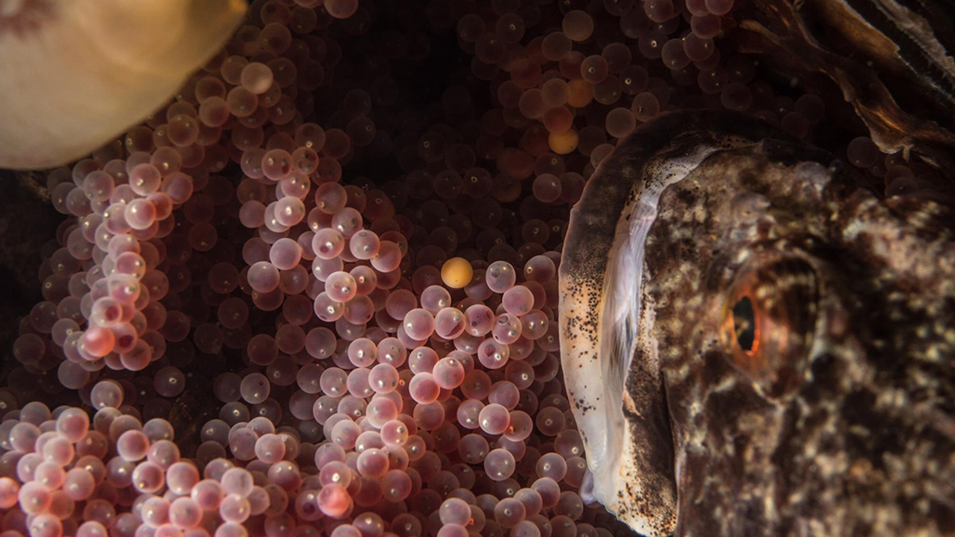 Donderpad met eitjes